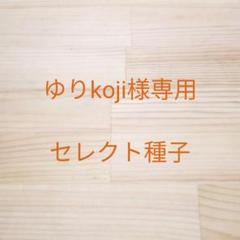 ゆりkoji様専用 セレクト種子 10袋