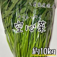 【冷蔵便】空心菜/空芯菜/エンサイ/千葉県産/約10kg入/業務用 冷蔵便】空心菜/空芯菜/エンサイ/千葉県産/約10kg入/業務用