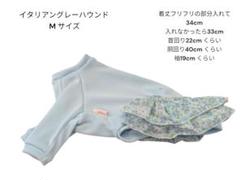 メルカリで1時間以内に売れなければ300円❗「幻のイタリアングレーハウンド」 m16026658532_1.jpg?1714093925
