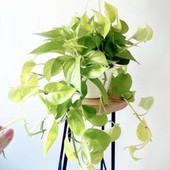 モンステラ・ポトス atras 71EtudlLXrL._UF894,1000_QL80_.jpg