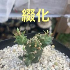 【週末セール】グラキリス綴化　接木 楽天市場】観葉植物/パキポディウム：グラキリス 綴化 3号鉢24