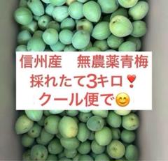 2025年最新】青梅 無農薬の人気アイテム - メルカリ