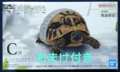一番くじ 爬虫類＆両生類 C賞 ヘルマンリクガメ フィギュア