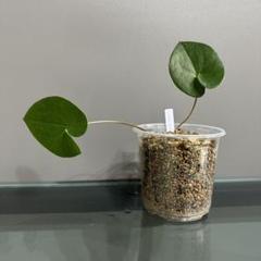 カンアオイ　細辛　三保の松　その他セット 細辛 三保の松 (25b12) - 「中越植物園オンラインショップ」