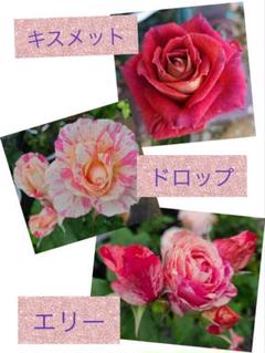 KDE奇跡のバラ「キスメット」「ドロップ」「エリー」の接木苗大