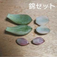 多肉植物 葉挿し 錦セット