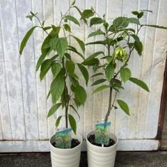 イランイラン　苗木　9号ポット　観葉植物　香水の原料　リラックス　開運　風水 イランイラン 苗木 9号ポット 観葉植物 香水の原料 リラックス