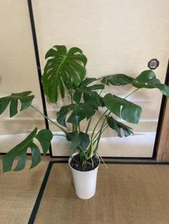 【特大モンステラ】存在感バツグン！おしゃれな観葉植物＊インテリア・南国風に♪ 特大モンステラ】存在感バツグン！おしゃれな観葉植物