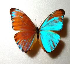 外国産蝶標本‼️翔ぶ青～真珠の宝石❗オーロラモルフォチョウ