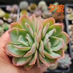 ❁おらいさん苗　ミックスベリア 8種セット　（カット苗抜き苗） 多肉植物 おらいさん苗 ミックスベリア 抜き苗セット - メルカリ