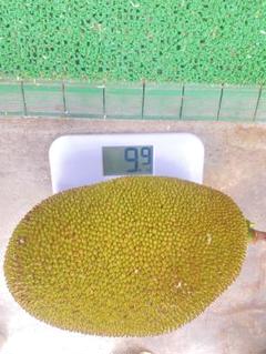 石垣島産 パラミツ ジャックフルーツ 9.97kg - メルカリ