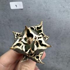 アガベ チタノタ オテロイ レッドキャットウィーズル ゴリ猫 超