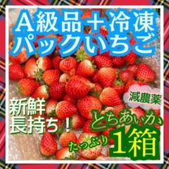 大粒　いちご　とちあいか　朝採れ　新鮮　減農薬　モリンガ　カカオ 大粒 いちご とちあいか 朝採れ 新鮮 減農薬 モリンガ カカオ