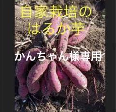 栗かぐや３００本シルク300本はるか300アズマ100 栗かぐや300本シルク300本はるか300アズマ100 - メルカリ