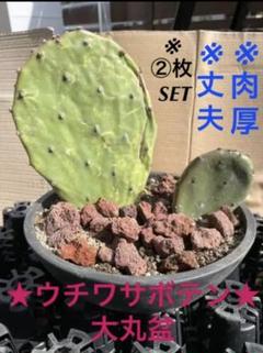 2025年最新】大丸盆の人気アイテム - メルカリ