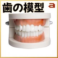 歯の模型 180度開閉 練習用 教材 観察 未使用 教育用 歯みがき学習