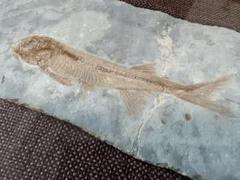 魚の化石 額装品 約30cm 魚の化石 額装品 約30cm