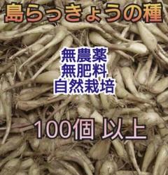 完全！肥料・農薬不使用 自然栽培らっきょう5kg 完全！肥料・農薬不使用 自然栽培らっきょう5kg - メルカリ