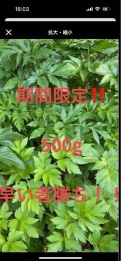 期間限定‼️ 明日葉あしたば　硬めの葉　500g 幼虫　蝶々のサムネイル