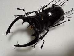 インターメディアツヤクワガタ大型個体♂♀ペア標本 インターメディアツヤクワガタ大型個体♂♀ペア標本 昆虫用品
