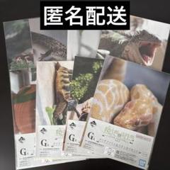 匿名発送❗　イーブイコレクション　クリアファイル　8枚セット イーブイ(8枚セットイーブイコレクション)【P】{189/BW-P}