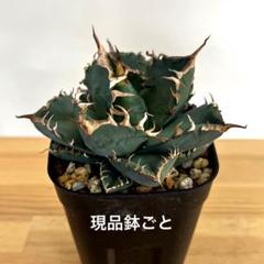2025年最新】品種名：その他チタノタ アガベの人気アイテム