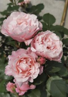 バラ苗　2苗希少流通少ない四季咲き蕾付きバラ挿し木 バラ苗 2苗希少流通少ない四季咲き蕾付きバラ挿し木