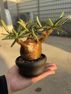 有馬和博 植木鉢 作家鉢 美中古 グラキリス　塊根植物 2025年最新】グラキリス 鉢の人気アイテム - メルカリ