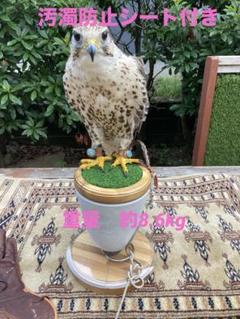 猛禽類 フクロウ ステンレス パーチ 5kg 訳あり 2025年最新】猛禽類 パーチの人気アイテム - メルカリ