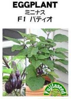 シーズンオフ特価<野菜の種>ミニナス F1 パティオ 10粒 小なす