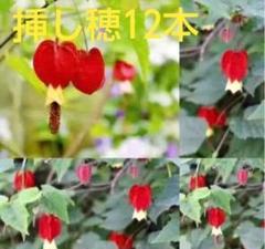 欠品中)CHIRORI CHOKO CHOKO ちろりちょこちょこ dod 2025年最新】ちろりちょこちょこの人気アイテム - メルカリ