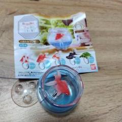 ガチャガチャ 金魚鉢 指輪 金魚リング