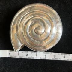 カレンシルバー　特大シェル