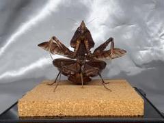 マオウカレハカマキリ雌 立体標本 魔王枯葉 - メルカリ