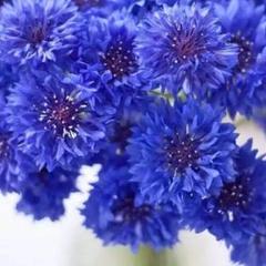 矢車菊の花色ミックス種30粒 メルカリ 矢車菊の花色ミックス種30粒 メルカリ