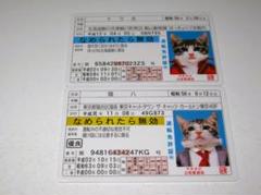 2025年最新】免許証 ゴールド なめ猫の人気アイテム - メルカリ