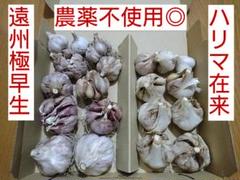 遠州極早生にんにく　箱込み9kg にんにく にんにく 遠州極早生にんにく 箱込み9kg にんにく にんにく