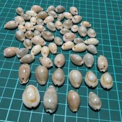 タカラガイ　貝殻　中から小　62個　工作　匿名配送