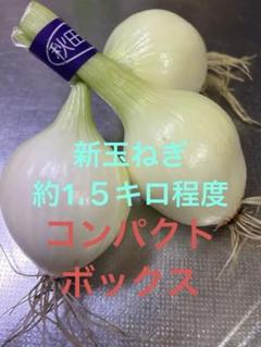 新鮮な白玉ねぎ1.3キロから1.5キロのサムネイル