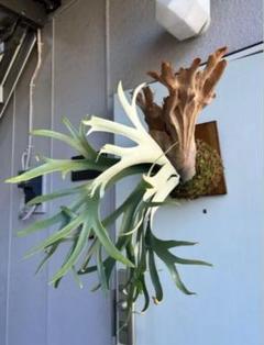 ビカクシダ ssfoong 親株vandaka plantsおまけ付き ビカクシダ ssfoong 親株vandaka plantsおまけ付き - メルカリ