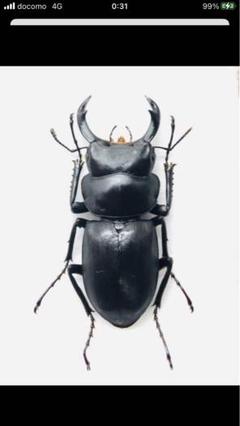 キュウシュウヒメオオクワガタ 野外品 37ミリ標本 キュウシュウヒメオオクワガタ 野外品 37ミリ標本