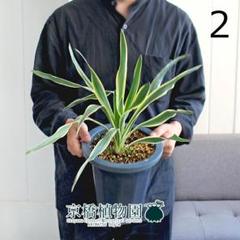 【子付き】ユッカグロリオサ　分頭　7 imgrc0110688435.jpg