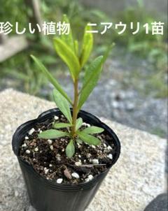 2025年最新】希少苗の人気アイテム - メルカリ
