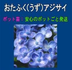 来年育成用アジサイ5種♡メルカリ便 - メルカリ