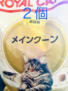 バヌアツ 5 Vatu メインクーン猫 2015年 コイン バヌアツ 5 Vatu メインクーン猫 2015年 コイン