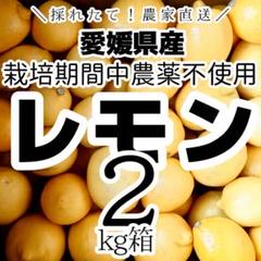 農薬不使用の国産レモン 2kg箱【夏木成りレモン！愛媛の農家直送
