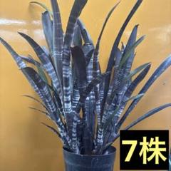 2025年最新】ビルベルギア ダースベイダーの人気アイテム - メルカリ