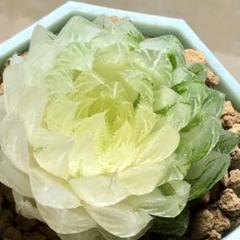 多肉植物　ハオルチア　桜水晶オブツーサ錦　糊斑 Yahoo!オークション - 多肉植物 ハオルチア オブツーサ錦 桜水晶