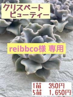 77 クリスペートビューティー錦　希少高級苗　夏色　抜き苗　多肉植物　韓国苗 エケベリア クリスペートビューティー 抜き苗 | 多肉植物カット