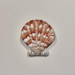m*a様 貝殻　貝標本　 ブランデーガイ　GEMー 　生貝 貝殻貝標本 ブランデーガイGEMー 生貝